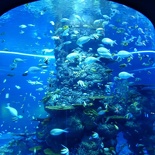 SEA-aquarium-sentosa-018