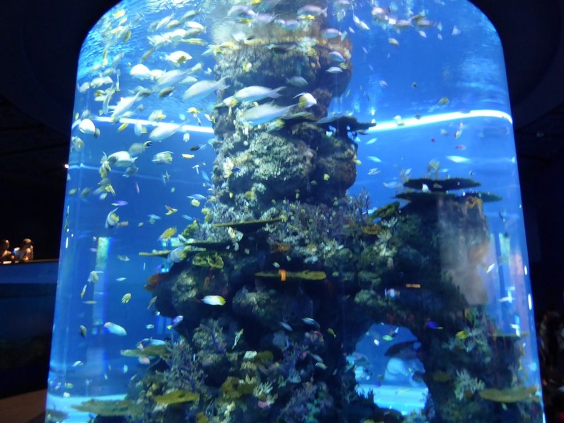 SEA-aquarium-sentosa-017.jpg