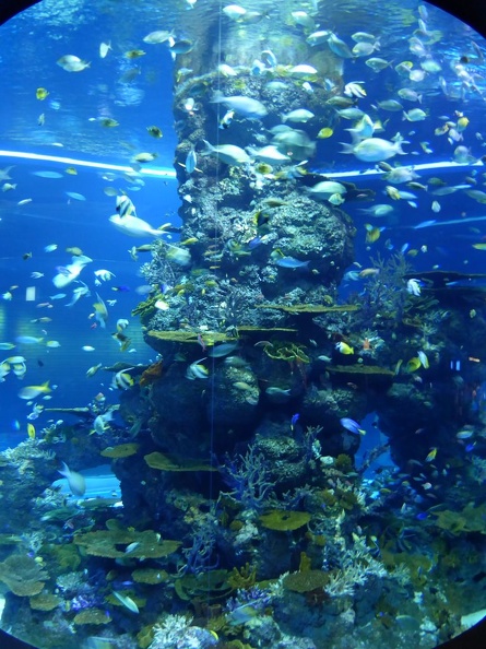 SEA-aquarium-sentosa-019.jpg