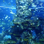 SEA-aquarium-sentosa-019