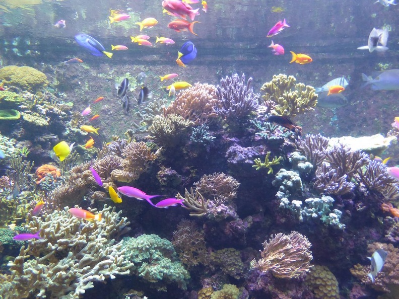 SEA-aquarium-sentosa-021.jpg