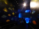 SEA-aquarium-sentosa-023