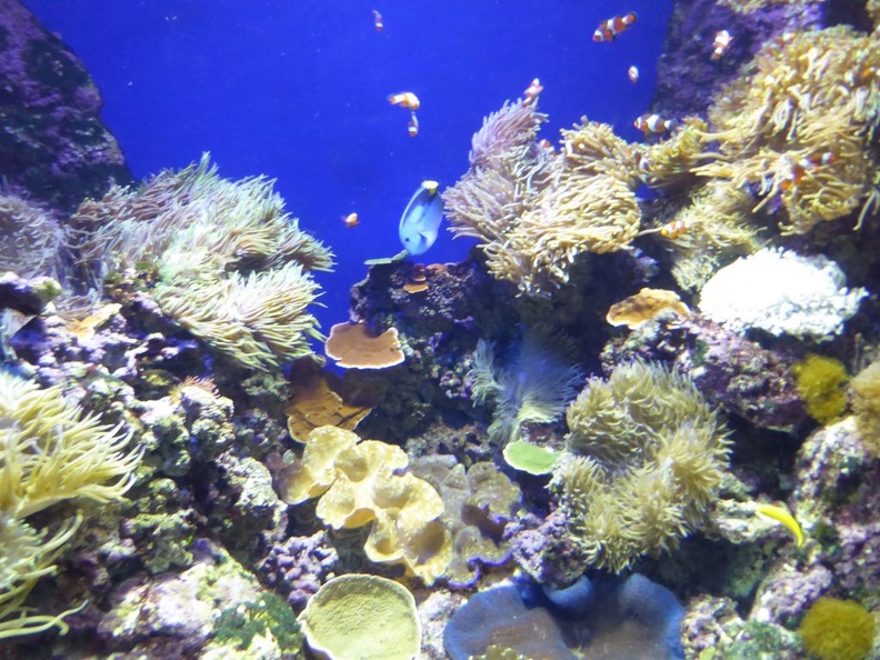 SEA-aquarium-sentosa-025.jpg