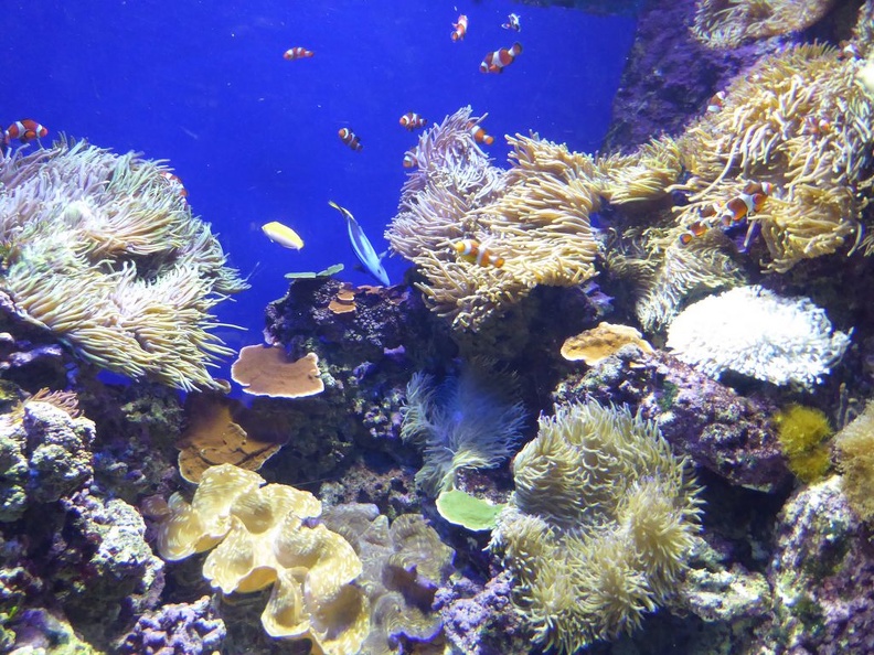 SEA-aquarium-sentosa-026.jpg