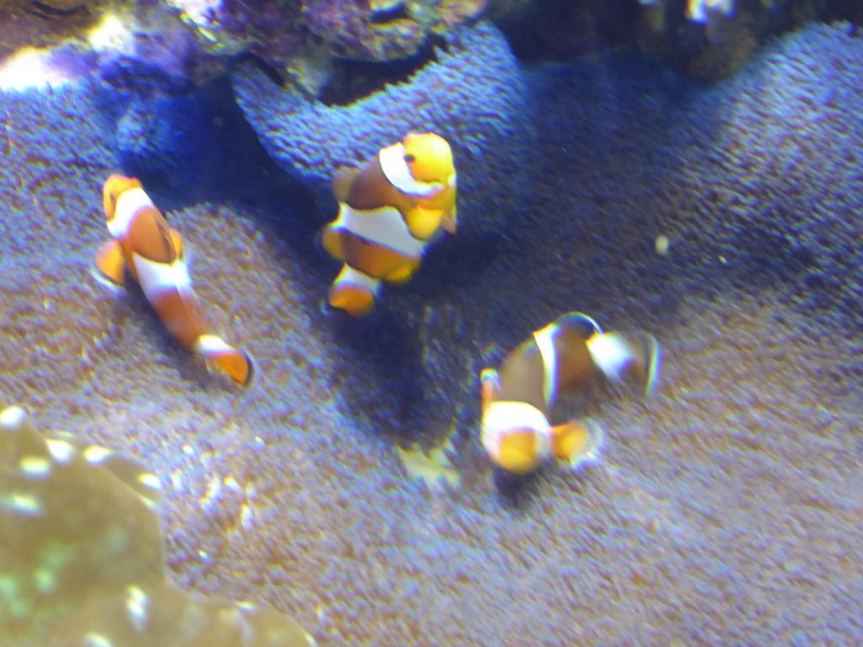 SEA-aquarium-sentosa-027.jpg