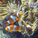 SEA-aquarium-sentosa-029