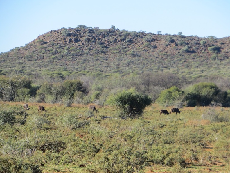 safrica-mokala-safari-027.jpg