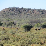 safrica-mokala-safari-027