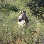 safrica-mokala-safari-029