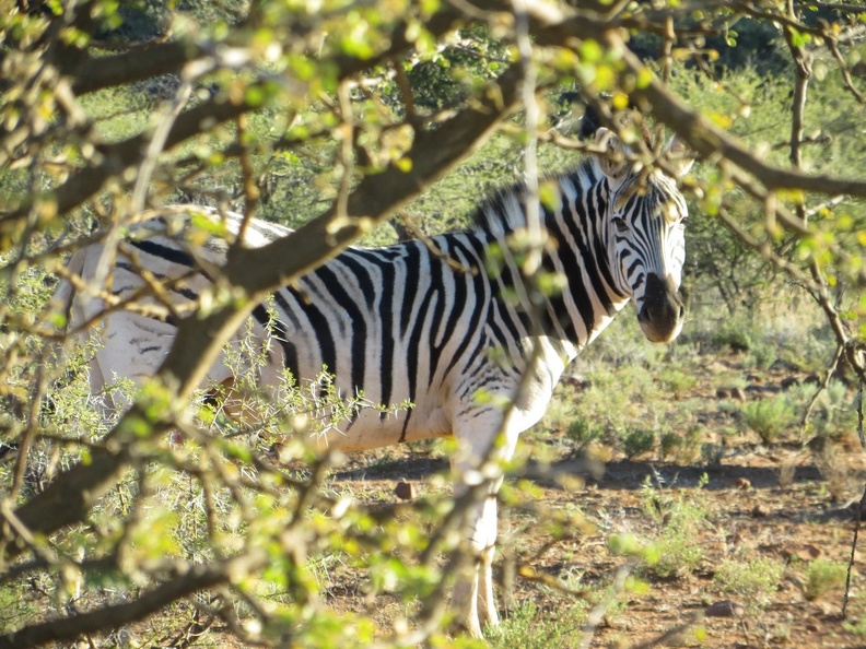 safrica-mokala-safari-032.jpg