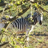 safrica-mokala-safari-032