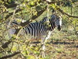 safrica-mokala-safari-032