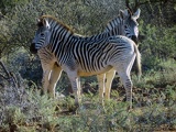 safrica-mokala-safari-034