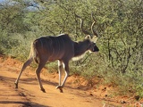 safrica-mokala-safari-038