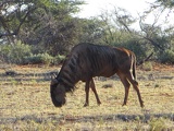 safrica-mokala-safari-039