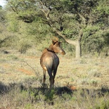 safrica-mokala-safari-040
