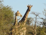 safrica-mokala-safari-042