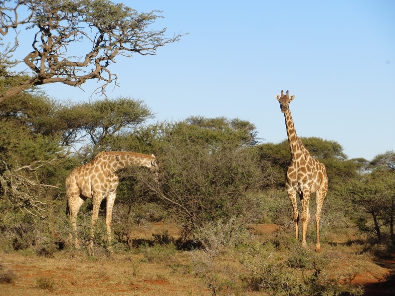 safrica-mokala-safari-043.jpg