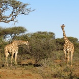 safrica-mokala-safari-043
