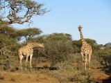 safrica-mokala-safari-043