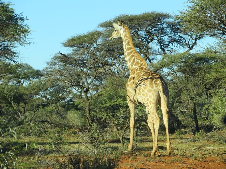 safrica-mokala-safari-044.jpg