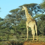 safrica-mokala-safari-044