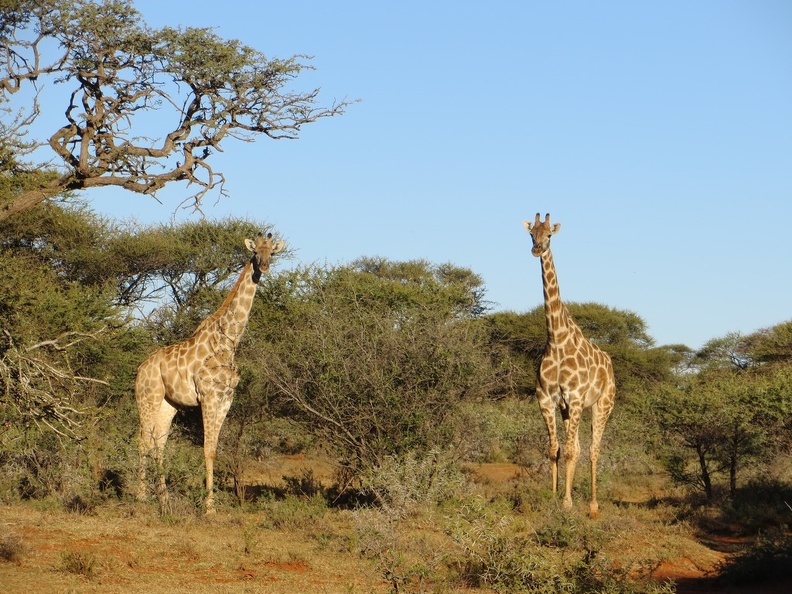 safrica-mokala-safari-045.jpg