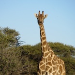 safrica-mokala-safari-046