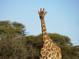 safrica-mokala-safari-046