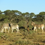 safrica-mokala-safari-050