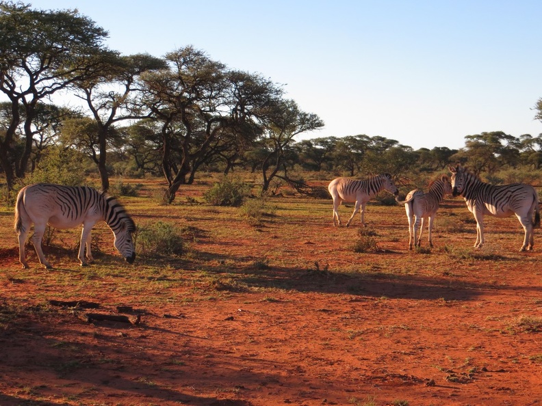 safrica-mokala-safari-051.jpg