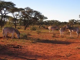 safrica-mokala-safari-051