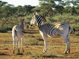 safrica-mokala-safari-052