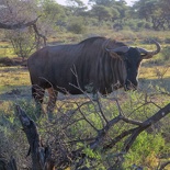 safrica-mokala-safari-055