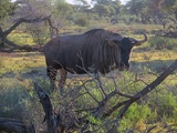 safrica-mokala-safari-055