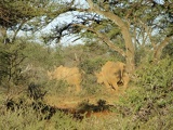 safrica-mokala-safari-056