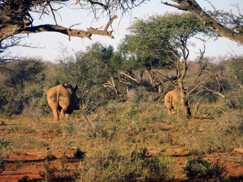 safrica-mokala-safari-057.jpg