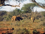 safrica-mokala-safari-058
