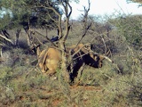 safrica-mokala-safari-059