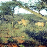 safrica-mokala-safari-060