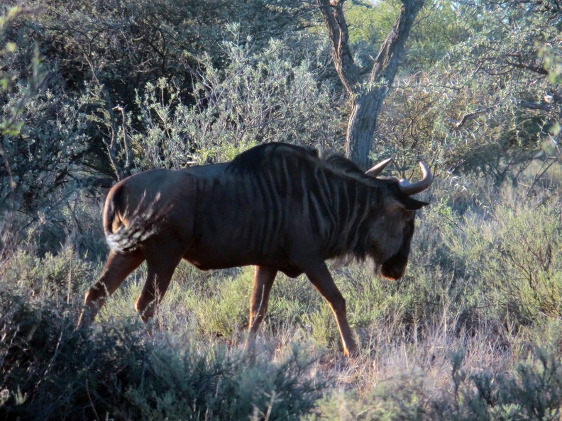 safrica-mokala-safari-062.jpg