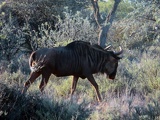 safrica-mokala-safari-062