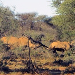 safrica-mokala-safari-061
