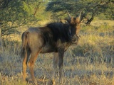 safrica-mokala-safari-066