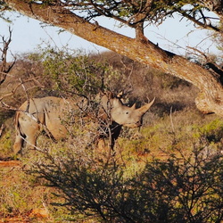 Mokala National Park Safari South Africa