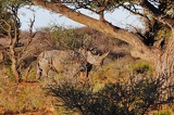 Mokala National Park Safari South Africa