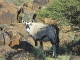 safrica-mokala-safari-002