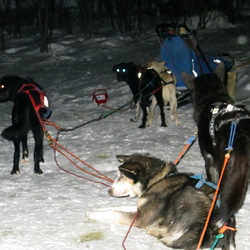 Tromsø Norway Husky Dog Sledding