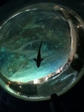 norway-tromso-polaria-aquarium-022