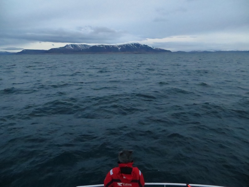 iceland-whale-watching-051.jpg